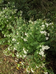 Ageratina altissima