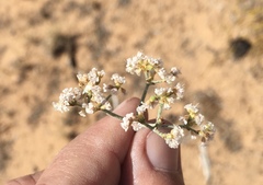 Eriogonum nummulare