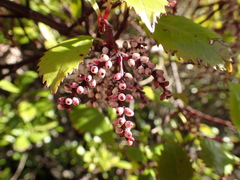 Ascarina lucida lucida