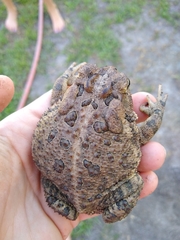 Anaxyrus terrestris