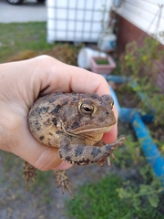 Anaxyrus terrestris