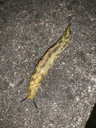 Green Cellar Slug