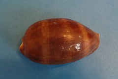 Macrocypraea cervinetta