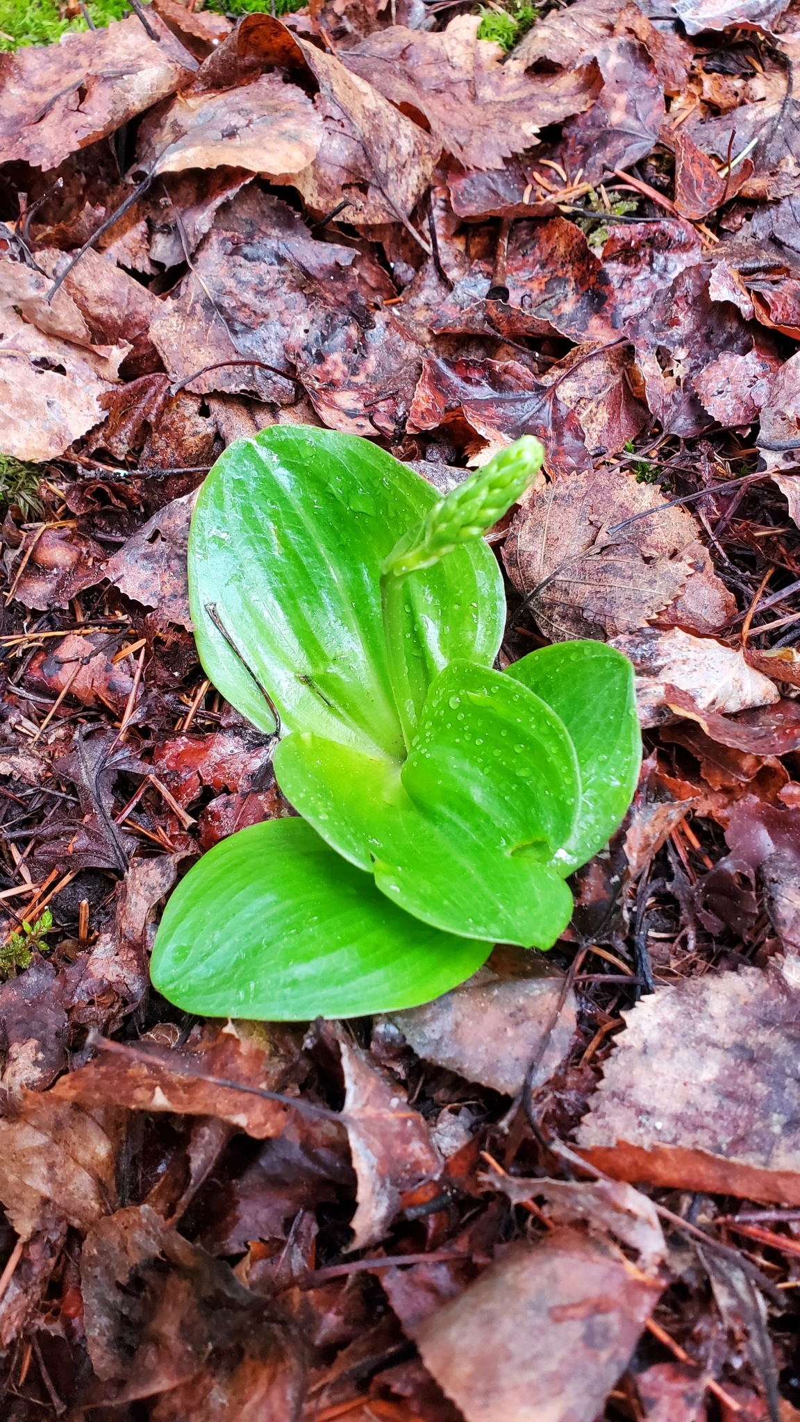 Imagem de Platanthera orbiculata não possui um nome popular amplamente reconhecido no Brasil