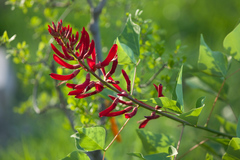Erythrina × bidwillii