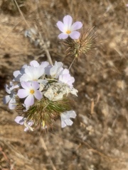 Leptosiphon grandiflorus
