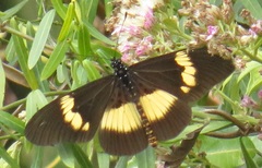 Acraea aganice aganice