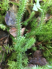 Lycopodiales