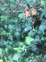 Hedera helix