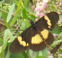 Acraea aganice aganice