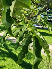 Angiospermae