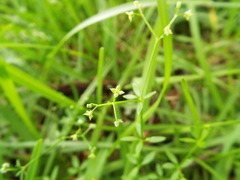 Galium circaezans