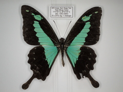 Papilio phorcas congoanus