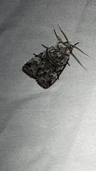 Sympistis chionanthi