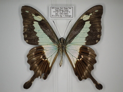 Papilio phorcas congoanus