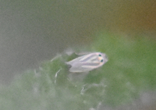 Eupteryx tenella, Groesbeek, Nederland, photo 9 of 10