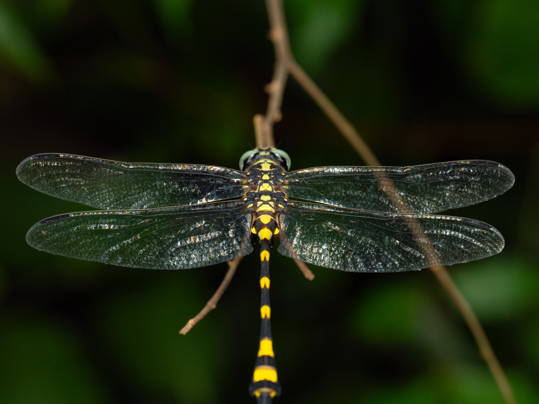 Indian Common Clubtail