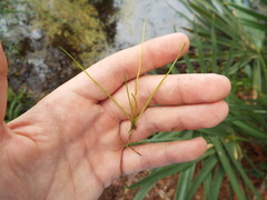 Eleocharis parvula