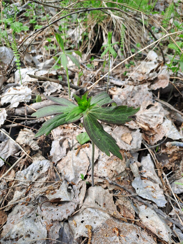 Anemone dichotoma iNat (2)