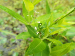 Galium obtusum