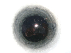 Planktothrix rubescens