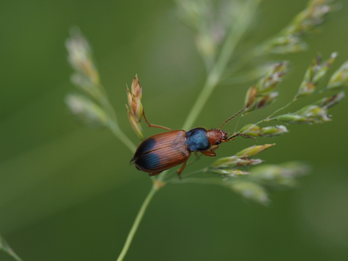 Blauhals-Schnellläufer