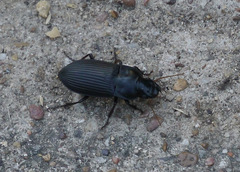 Harpalus caliginosus