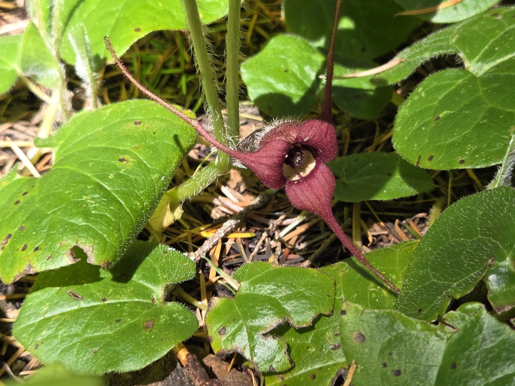 Western Wild Ginger