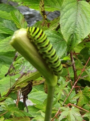 Papilio machaon hippocrates