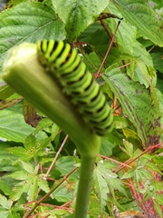 Papilio machaon hippocrates