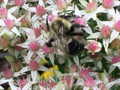 Bombus impatiens