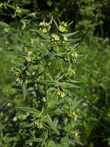 Наблюдение на iNaturalist