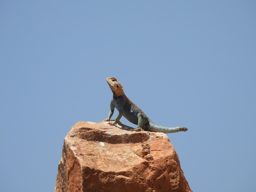 Bibron's Agama