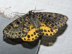 Arichanna flavinigra