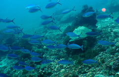 Pterocaesio tessellata