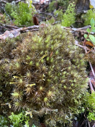 Leucobryum seemannii observed 2025-05-21
