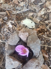Colchicum feinbruniae