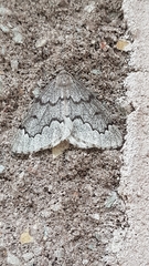 Nepytia pellucidaria