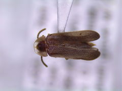Phausis inaccensa