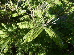 Dalbergia chlorocarpa image