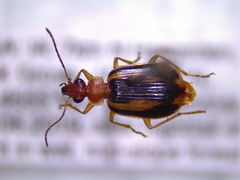 Lebia solea