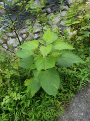 Magnoliopsida
