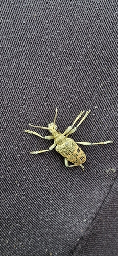 Blackspotted Longhorn Beetle, 9331 TC Norg, Nederland, photo 6 of 10
