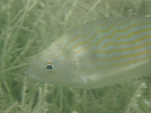 Brim (Archosargus rhomboidalis) — Sparidae — 4