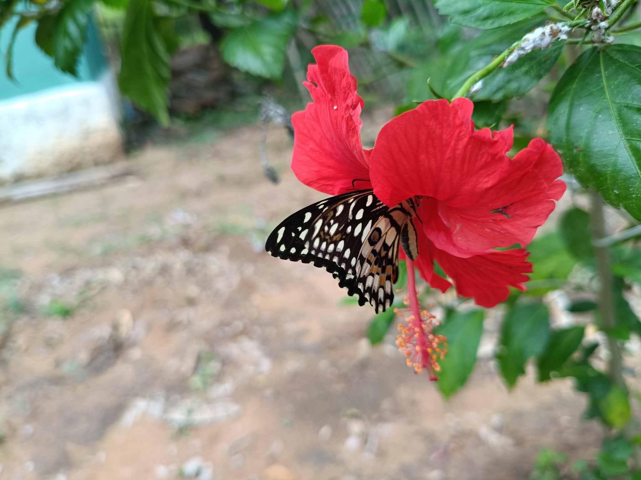 Lime Swallowtail