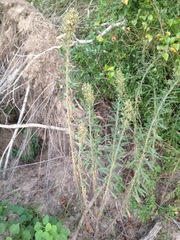 Erigeron floribundus