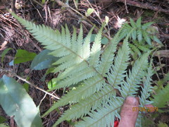 Cyathea dealbata