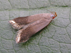 Anacampsis nonstrigella