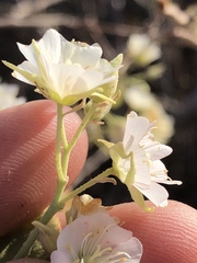 Dombeya rotundifolia image