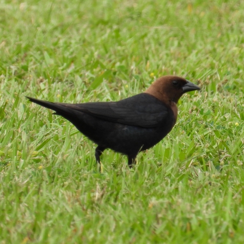 Brown-headed Cowbird photographed in North Carolina